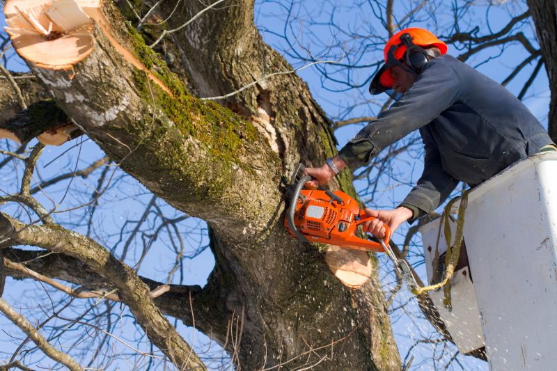 Walnut Tree Removal