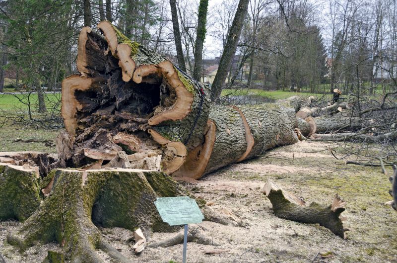 Fallen Tree Removal in Montgomery County, PA