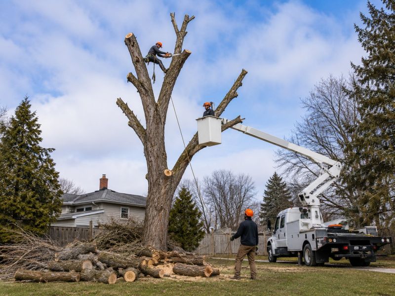 Hickory Tree Removal in Duluth, MN