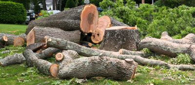 Mimosa Tree Removal in Montgomery County, PA