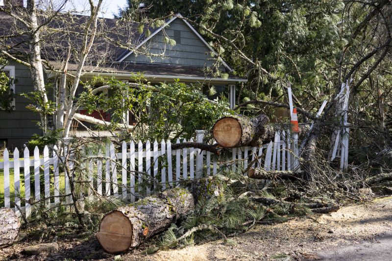 Spruce Tree Removal in Duluth, MN