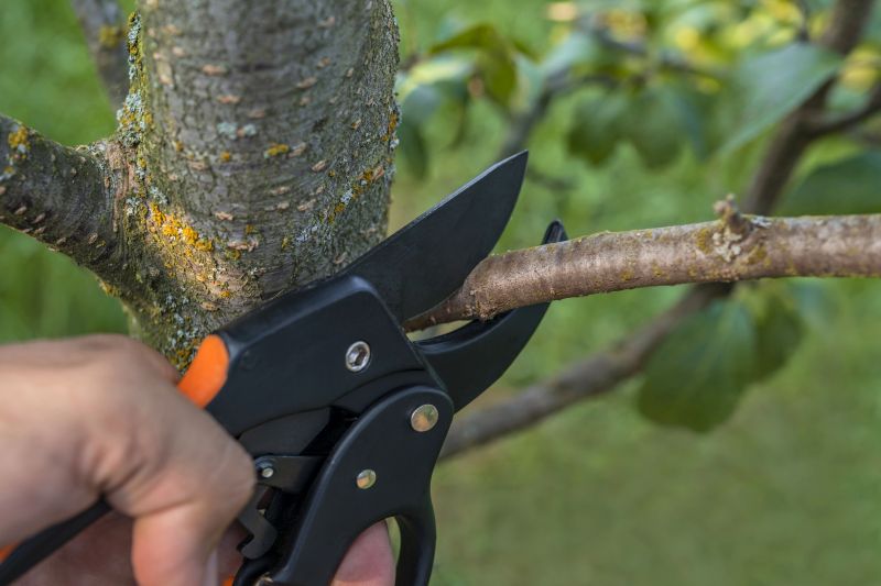 Willow Tree Removal in Montgomery County, PA