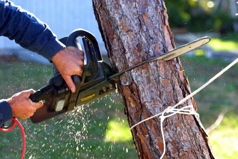 Willow Tree Removal in Duluth, MN
